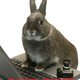 Illustration for article titled No Bunny Said That: A BUNNY BOMB POST